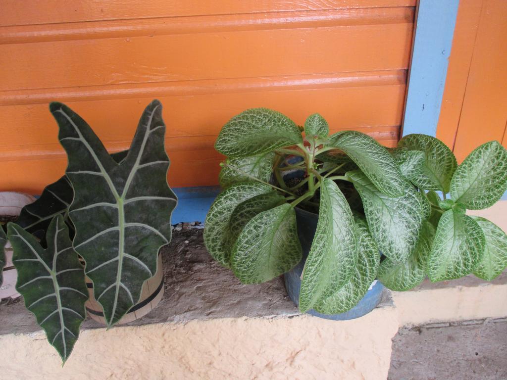 Hotel Flemming Tree Providencia Island Экстерьер фото